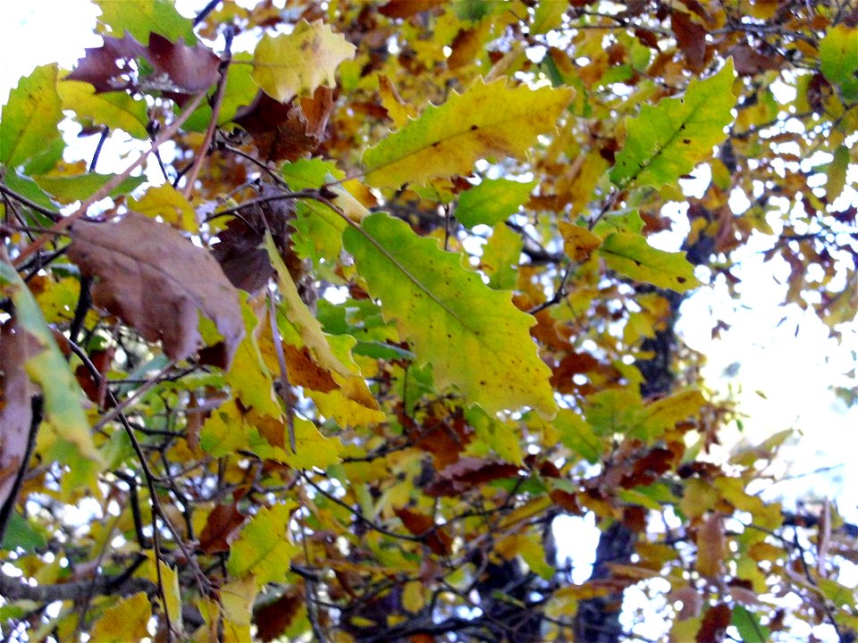 Quercus canariensis leaves, Sierra Madrona, Spain