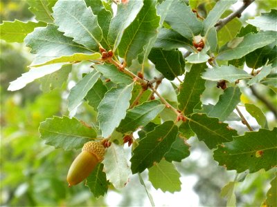 Quercus canariensis close up,  Sierra Madrona, Spain