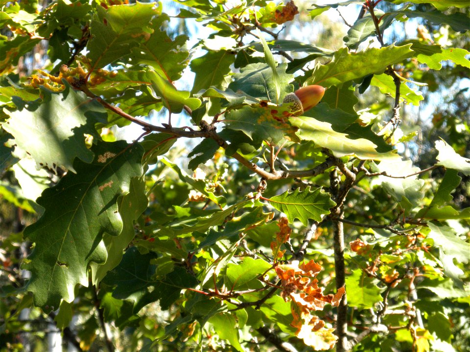 Quercus canariensis acorn — Dehesa Boyal de Puertollano, Spain