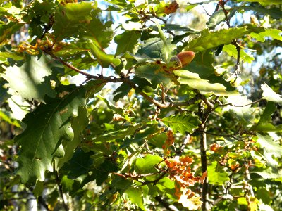 Quercus canariensis acorn — Dehesa Boyal de Puertollano, Spain