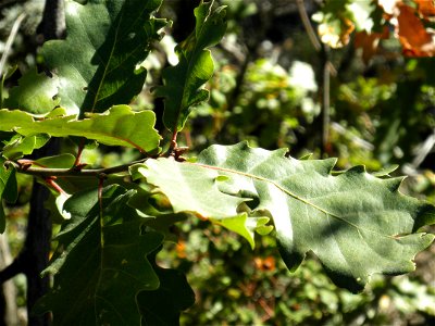 Quercus canariensis leaves Dehesa Boyal de Puertollano, Spain