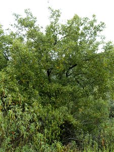 Quercus canariensis habit,  Sierra Madrona, Spain