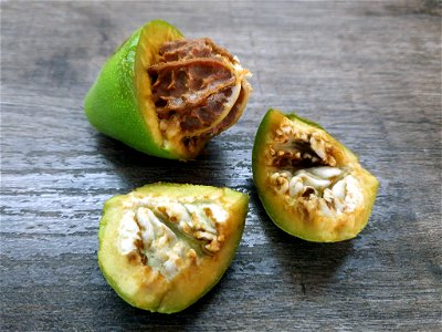 This is the fruit of the tree, the Manchurian walnut. The fruit has half of the green pericarp cut off, and you can see the actual nut inside.