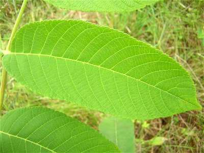 Juglans mandshurica, leaflet photo