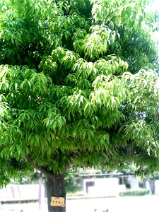 Quercus myrsinifolia (syn. Cyclobalanopsis myrsinifolia), common name; Bamboo-leaf Oak etc. in Keyaki-dōri kōen (zelkova street park), Kōnosu city, Saitama, Japan. photo