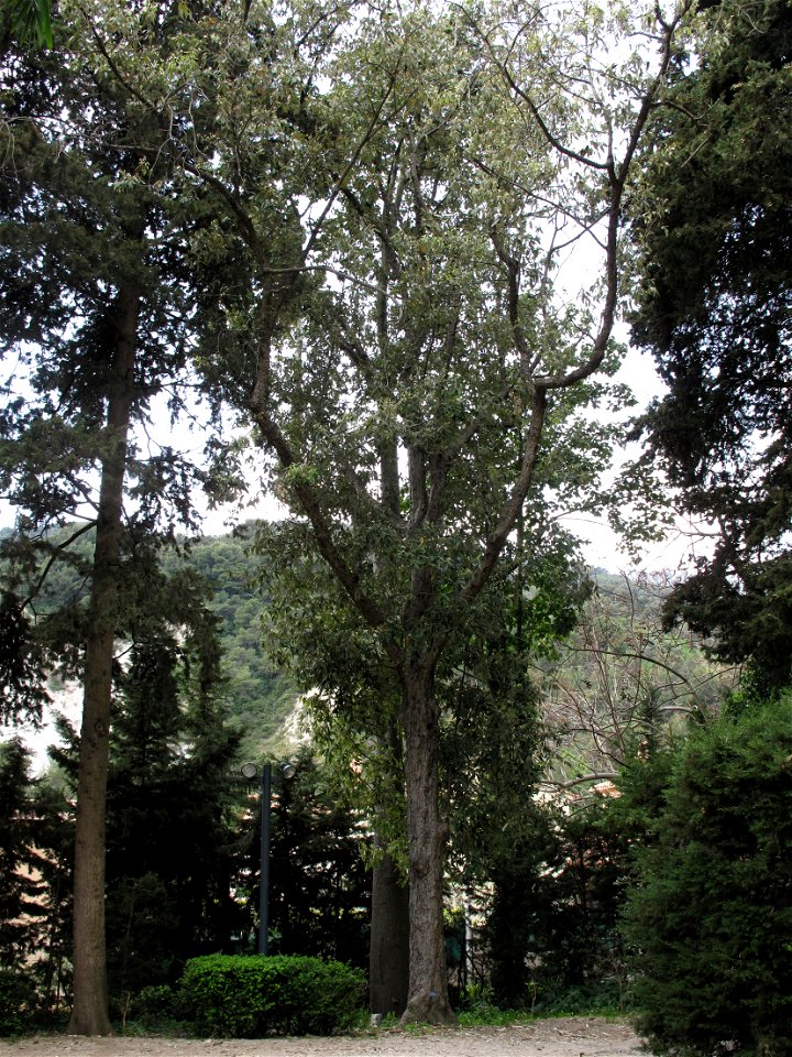 Quercus leucotrichophora (Himalayan oak) at the entrance of the jardin des Serres de la Madone in Menton (Alpes-Maritimes, France). Identified by its botanic label.