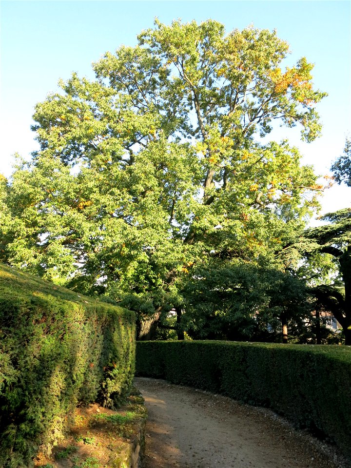 Chestnut-leaved oak in the jardin des plantes de Paris.
Français :  Chêne à feuilles de chataignier au jardin des plantes de Paris.