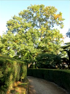 Chestnut-leaved oak in the jardin des plantes de Paris.
Français :  Chêne à feuilles de chataignier au jardin des plantes de Paris.