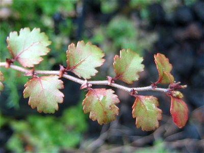 Red beech Nothofagus fusca, foliage