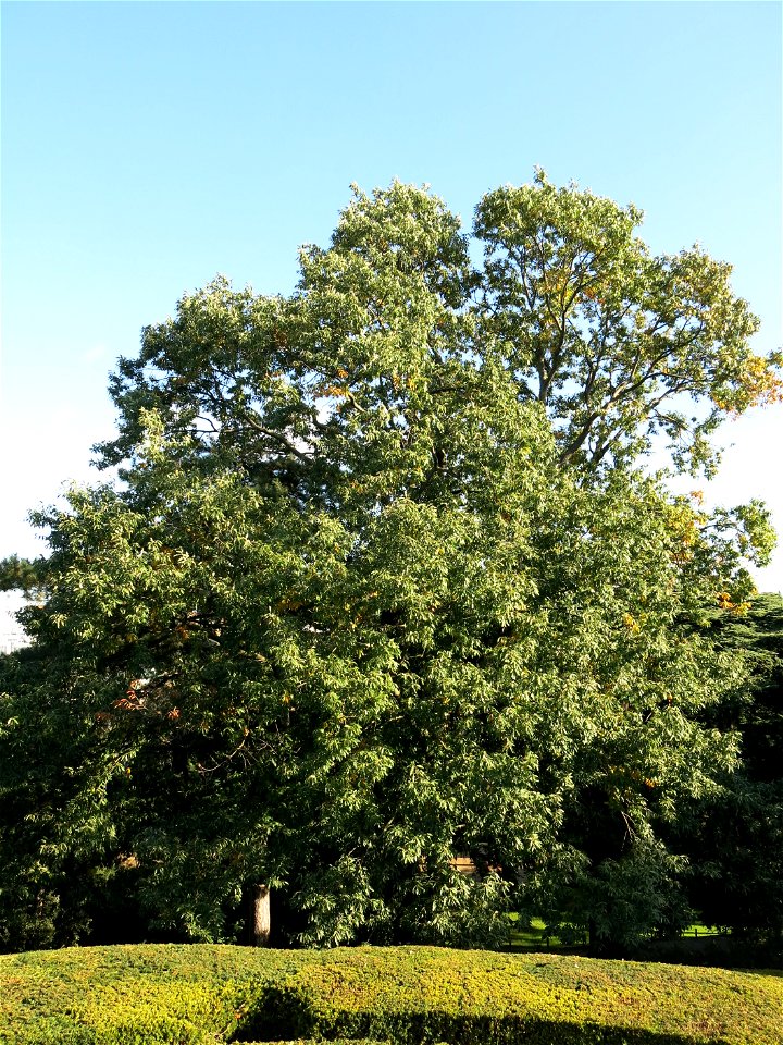 Chestnut-leaved oak in the jardin des plantes de Paris.
Français :  Chêne à feuilles de chataignier au jardin des plantes de Paris.