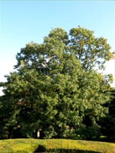 Chestnut-leaved oak in the jardin des plantes de Paris.
Français :  Chêne à feuilles de chataignier au jardin des plantes de Paris.