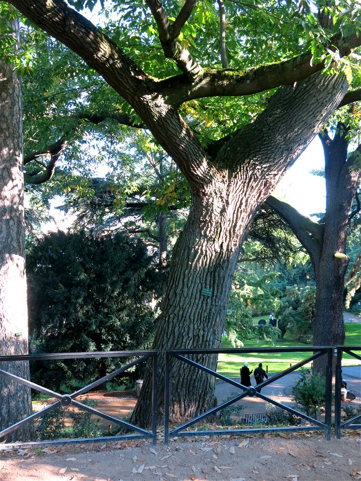 Chestnut-leaved oak in the jardin des plantes de Paris.
Français :  Chêne à feuilles de chataignier au jardin des plantes de Paris.