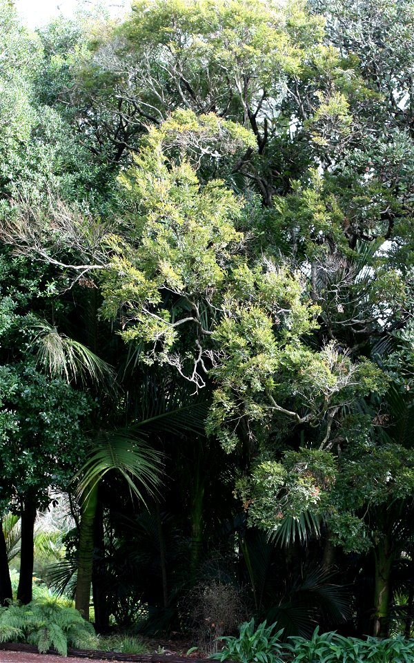 Nothofagus truncata, Hard Beech, Auckland, New Zealand.