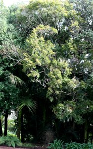 Nothofagus truncata, Hard Beech, Auckland, New Zealand.