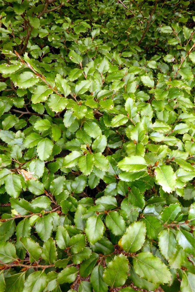 Red Beech (Nothofagus fusca)