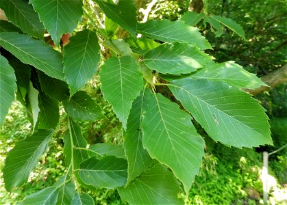 Quercus serrata, large tree at sunny edge of bottomland forest in Segamizawa Firefly Habitat, Sakae-ku, Yokohama, Kanagawa, Japan.