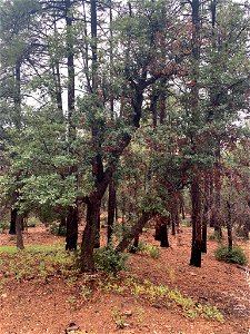 Arizona White Oak (Quercus arizonica). Species of plant.