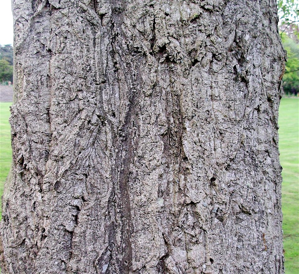 Chinese cork oak at Tortworth Court - Trunk and bark