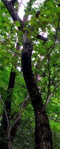 속리산에서 촬영된 신갈나무 photo