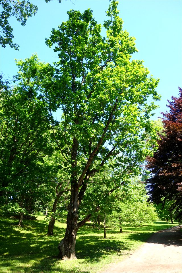 Botanical specimen in Arnold Arboretum, Jamaica Plain, Boston, Massachusetts, USA.