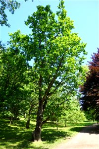 Botanical specimen in Arnold Arboretum, Jamaica Plain, Boston, Massachusetts, USA.