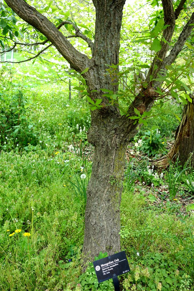 Botanical specimen in the Morris Arboretum, 100 East Northwestern Avenue, Chestnut Hill, Philadelphia, Pennsylvania, USA.