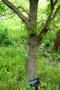 Botanical specimen in the Morris Arboretum, 100 East Northwestern Avenue, Chestnut Hill, Philadelphia, Pennsylvania, USA.
