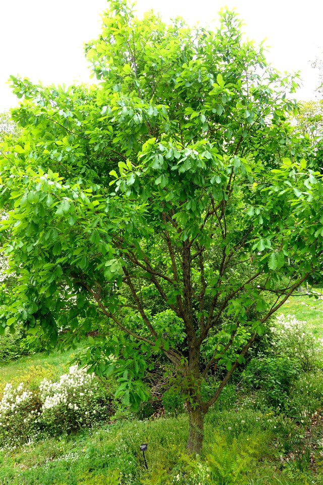 Botanical specimen in the Morris Arboretum, 100 East Northwestern Avenue, Chestnut Hill, Philadelphia, Pennsylvania, USA.