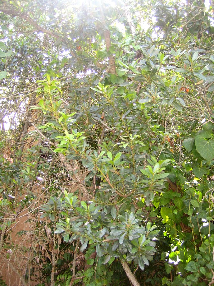 Morella faya (syn. Myrica faya). Faya en el Parque nacional de Garajonay, La Gomera.