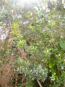 Morella faya (syn. Myrica faya). Faya en el Parque nacional de Garajonay, La Gomera.