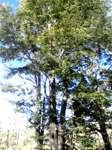 Coihue Nothofagus dombeyi, Parque Nahuelbuta, Angol, Chile