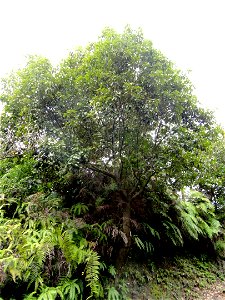 Botanical specimen in the Miyajima Natural Botanical Garden, Hatsukaichi, Hiroshima, Japan.