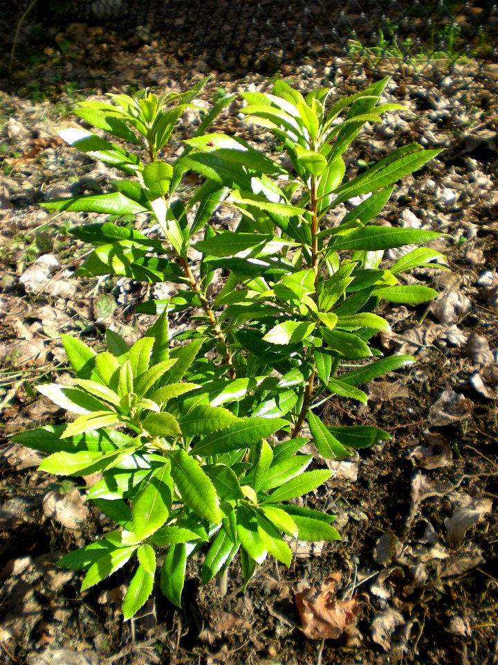 Morella californica (syn. Myrica californica; California Wax-myrtle)