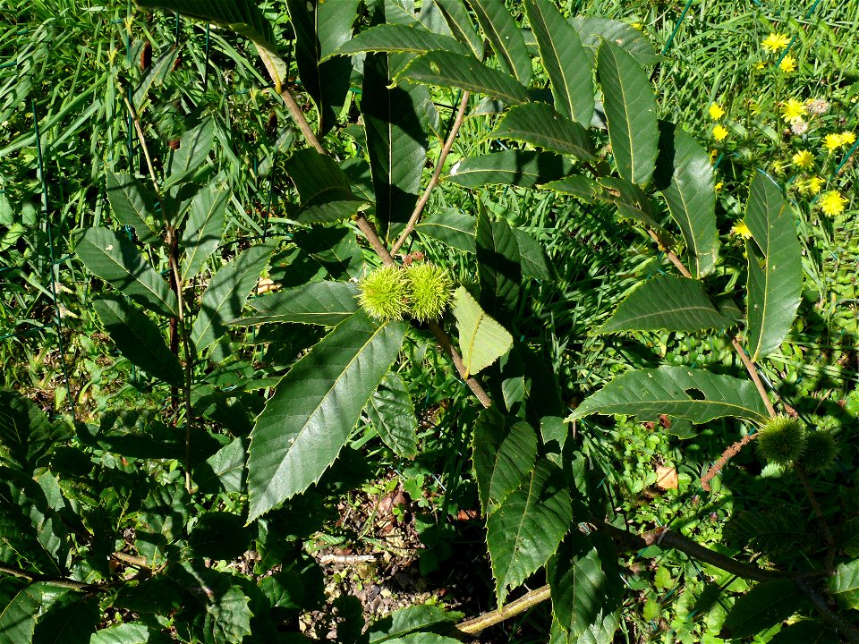 Castanea seguinii. Foto tomada en el Jardín Botánico de Iturraran.