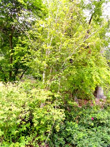 Betula ermanii specimen in the University of California Botanical Garden, Berkeley, California, USA.
