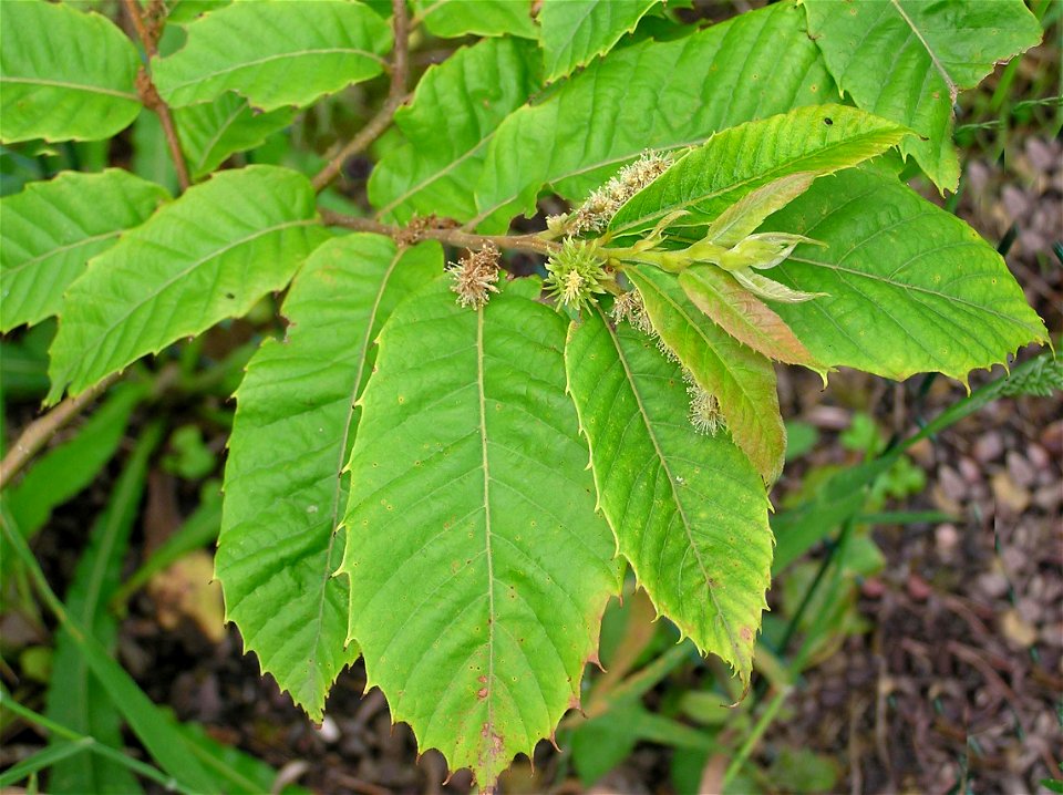 Castanea seguinii. Foto tomada en el Jardín Botánico de Iturraran.