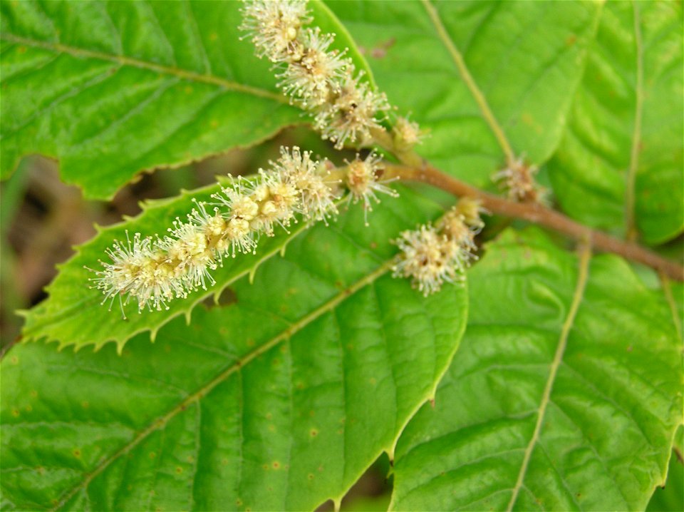 Castanea seguinii. Foto tomada en el Jardín Botánico de Iturraran.