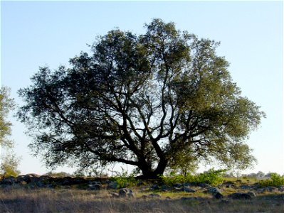 Author: Noah Elhardt

Subject: Engelmann Oak, Quercus engelmannii