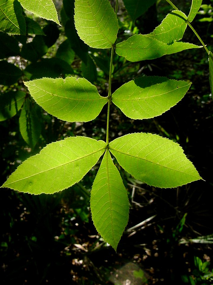 This is the compound leaf of the scrub hickory tree. Photo taken by Eric R. Dion near Sebring, Florida in 2003.