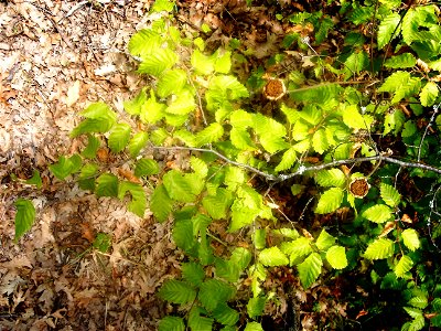 Carpinus orientalis