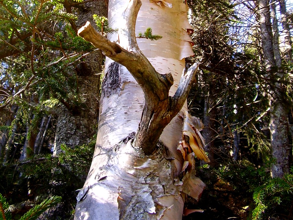 Betula cordifolia bark, Mount Mitchell, North Carolina