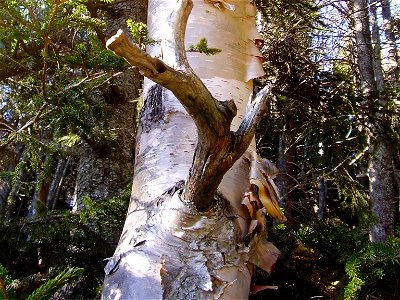 Betula cordifolia bark, Mount Mitchell, North Carolina