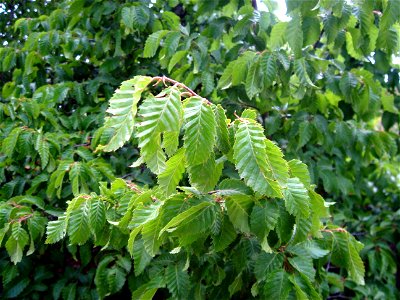 Doğu gürgeni (Carpinus orientalis)