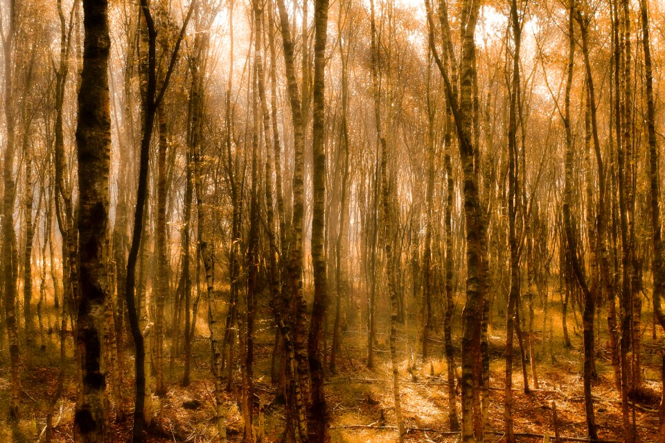 Nature landscape forest