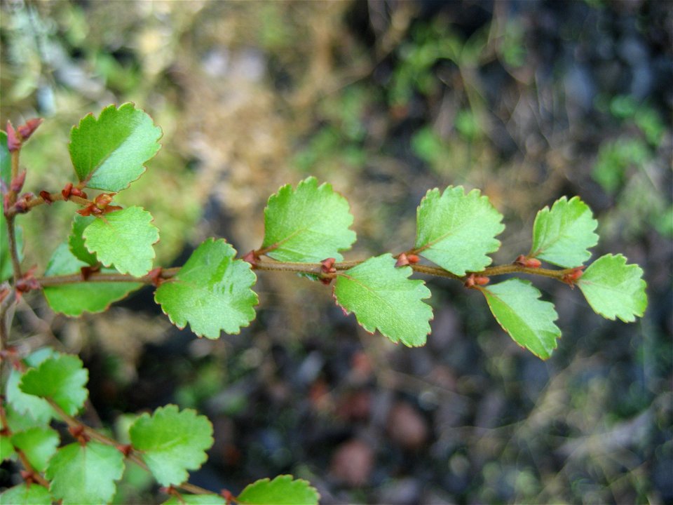 Silver beech Nothofagus menziesii, foliage
