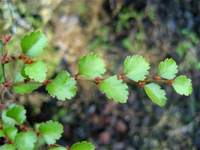 Silver beech Nothofagus menziesii, foliage