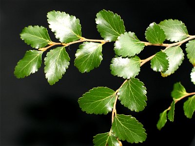 Lophozonia menziesii, foliage of Silver Beech, Auckland, New Zealand.