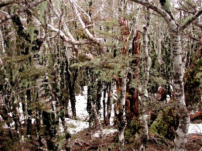 Snow on beech forest floor on Mount Robert