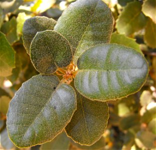 — Island oak, foliage close up.
In the native plant gardens at the San Diego Zoo Safari Park, Escondido, California.
Native and endemic to the Channel Islands of California.