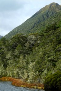 Southern beech trees along shore of alpine tarn on Lewis Pass